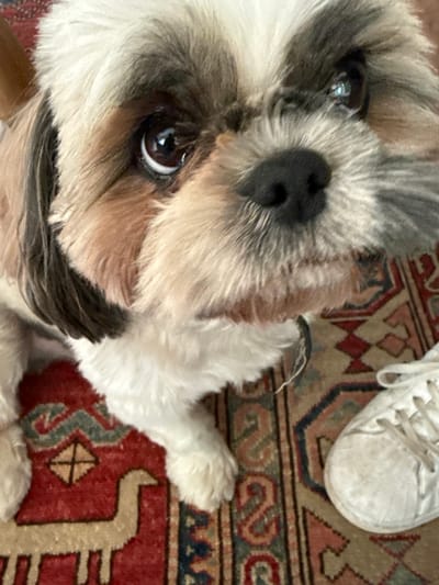 A Shih Tzu dog, displaying white, brown, and dark gray fur, is centrally positioned and angled upwards, looking towards the right. Its dark eyes reflect ambient light. The dog's black nose is prominent. The scene occurs indoors in Nes Ziona, Israel, upon a multicolored oriental rug featuring red, cream, and light blue geometric and stylized animal patterns. A soiled white laced sneaker is partially visible on the rug in the lower right portion of the frame, adjacent to the dog's right front paw. No human subjects are present.