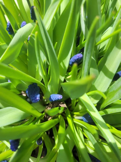 The image depicts a close-up, eye-level view of a patch of Muscari flowers, also known as grape hyacinths, surrounded by their green leaves. The flowers are a deep blue-purple color and appear to be in early bloom. The leaves are long, slender, and bright green, with some areas reflecting sunlight. The background is out of focus, but it suggests a natural environment, likely a garden or a grassy area. There are no people visible in the scene.
The image does not contain enough information to determine the location or prove it is located in Chernaya, Russia.