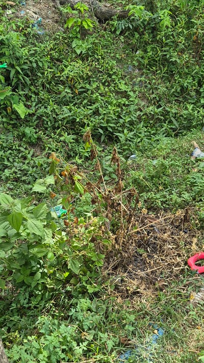 The image depicts an overgrown area with a mix of lush green vegetation and dried, brown plant matter. The scene is littered with trash, including plastic bags and discarded objects. In the top right corner, a red object is visible. The overall impression is one of neglect and environmental degradation. Based on the given city, Raya Sanggeu, Indonesia, the scene is likely an unmaintained patch of land within an urban or peri-urban setting. No people or interactions are visible in the image.