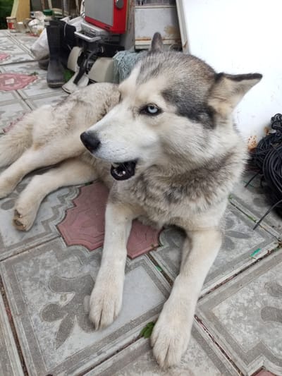 A husky dog with blue eyes lies on decorative pavement tiles. The dog is facing to the left of the frame, with its mouth open. In the background, there are various objects including rubber boots, a red and silver appliance, and a coil of black wire. The scene appears to be outdoors, possibly in a yard or alleyway in Pivan, Russia. The ground is made of interlocking tiles with a red and grey pattern.