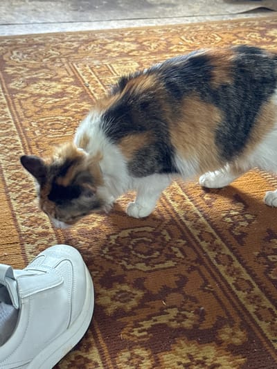 The image shows a calico cat standing on a brown and beige patterned rug next to a white sneaker. The cat's fur is a mix of black, orange, and white. No information is available about the location in Slobodka, Russia.