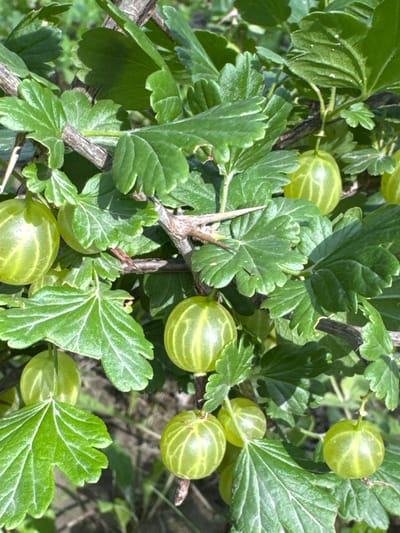 The image shows a close-up view of a gooseberry bush laden with ripe, green berries. The berries are round to slightly oval and have faint, lighter green stripes running vertically. They are clustered on thorny branches amidst abundant green foliage. The leaves are lobed with serrated edges, and some show signs of light damage or dust. A sharp thorn is prominently visible on a branch in the center of the frame. The background is softly blurred, showing hints of dry grass and more greenery, suggesting an outdoor, natural setting. The lighting indicates a bright, sunny day, casting dappled shadows on the leaves and berries. The scene evokes a sense of summer abundance and the natural beauty of fruit-bearing plants. There is no visible text in the image. The location context provided is Koklaisai, Kazakhstan.