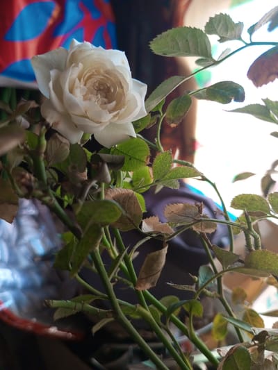 The image shows a close-up of a white rose in a pot. The rose is in bloom, with several layers of petals. The leaves of the rose plant are green, with some browning and wilting. The background is blurred, but appears to be a domestic setting with some colorful fabric. The lighting suggests it is daytime, possibly indoors near a window. The image does not contain any information that would allow for the determination of the location being Zavyalovo, Russia.