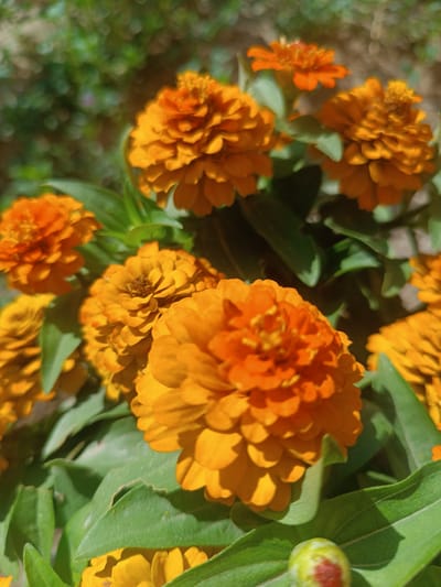 In Uchqo'rg'on, Uzbekistan, a close-up, vertical shot captures a cluster of vibrant orange zinnia flowers in bloom. The flowers are the primary focus, with their numerous, densely packed petals creating a rich, textured appearance. The lighting suggests it is daytime, with sunlight casting soft shadows and highlighting the intricate details of the blossoms. The background is softly blurred, indicating a shallow depth of field, with hints of green foliage and some out-of-focus light spots that create a bokeh effect. A single, small, green bud with a hint of red is visible in the lower right corner of the frame, suggesting ongoing growth and the potential for more blooms. The overall impression is one of natural beauty and the abundance of a flowering garden.