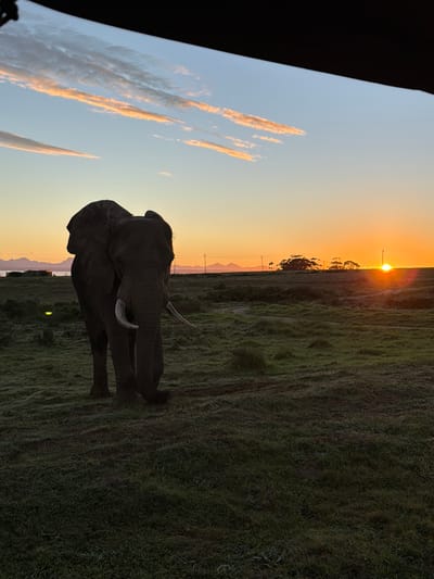 At sunset in what appears to be a grassland area near George, South Africa, two elephants stand close together. The sky shows a gradient from light blue to orange as the sun sets on the horizon. The grassy landscape slopes, leading up to the horizon where the setting sun is visible. Utility poles and sparse trees dot the horizon. The elephants are the central focus, exhibiting dark silhouettes against the bright sky. The image has a slightly off-kilter perspective, potentially from a handheld shot. The lower left portion of the image shows what seems to be a black or very dark element obstructing some of the sky.
