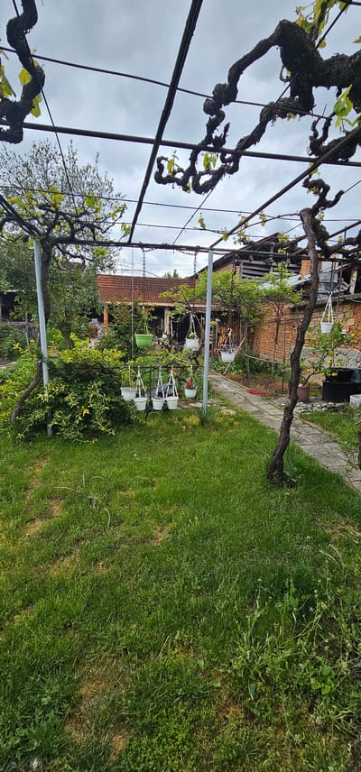 This image captures a vibrant garden scene in Lesichovo, Bulgaria, looking towards a traditional house from beneath a robust grape pergola. In the foreground, the thick, gnarled trunks and branches of grapevines, adorned with fresh, young green leaves, form an overhead canopy, supported by a network of metal wires and poles.

The midground features a sprawling green lawn, exhibiting some patches of drier grass and interspersed weeds. A winding pathway, constructed from light-colored stone or concrete pavers, cuts through the lawn, leading towards the background house. Several white plastic hanging planters, along with one green planter, are suspended from the pergola structure, containing various small plants and flowers. A small tree bearing yellow fruits, likely a lemon tree, stands near the pathway on the right.

In the background, a rustic house or building with a distinct red-brown tiled roof and exposed brick walls is visible. The architecture suggests an older, traditional style, with some visible wooden support beams. The house is enveloped by a variety of green bushes and trees, contributing to the lush, natural environment of the garden.

The sky, partially visible through the vine canopy, is overcast, indicating a cloudy but bright daytime. The overall atmosphere is peaceful and natural, devoid of human activity. The new growth on the grapevines suggests the season is spring or early summer. No visible text is present in the image.