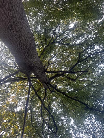 This media file captures an upward-looking view of a large, mature tree. The perspective emphasizes the tree's massive trunk, which occupies the lower left portion of the frame, with its textured bark clearly visible. The trunk extends upwards and outwards, branching into a dense canopy of green leaves. The branches spread out widely, creating a complex network against the bright sky. The sky is visible through the gaps in the foliage, appearing overcast or hazy. The lighting suggests it is daytime, possibly late afternoon or early morning, given the diffused light. The scene is set outdoors, likely in a park or forest, with no human presence or man-made objects discernible. The overall impression is one of natural grandeur and the dominance of the tree within its environment. The location context is Brentwood, United Kingdom. There is no visible text in the image.