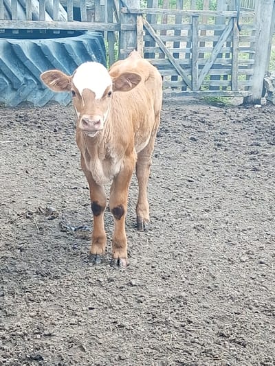 A young, tan and white calf stands on muddy ground, facing the camera. The calf has large, floppy ears and a white blaze on its forehead. Behind the calf is a large, dark tire and a wooden fence. The ground is uneven and appears to be dirt or mud. The scene is outdoors.