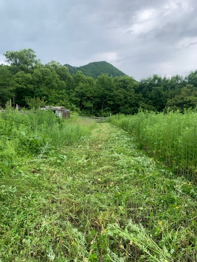The image depicts a path through a dense, overgrown field of green vegetation. The field appears to be recently mowed in some areas, with cut grass littering the ground. The vegetation is tall and varied, with some plants reaching heights comparable to a person. In the background, a line of trees forms a dark green backdrop, with a rounded, tree-covered mountain peak visible above them. The sky is overcast with heavy, grey clouds. To the left of the path, partially obscured by the vegetation, is a dilapidated wooden structure, possibly a shed or small building, with a rusted metal roof. Further to the left, remnants of a wooden fence are visible. The overall impression is of a wild, uncultivated rural landscape in Ustinovka, Russia, under a moody sky. There are no people or animals visible in the image.
