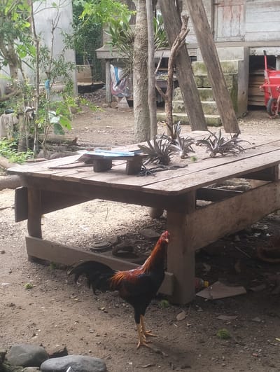 In Kebonbaru, Indonesia, a rooster stands on a dirt ground in front of a rustic wooden table. The rooster is predominantly black with reddish-brown and yellow accents on its neck and tail feathers. The table is constructed from rough-hewn wooden planks, supported by substantial wooden legs, and appears to be weathered. On the table, several leafy green plants, possibly pineapple tops, are arranged. In the background, a concrete structure and wooden stilts supporting a building are visible. A red wheelbarrow is positioned near the stairs leading up to the building. The environment is rural, with vegetation and debris scattered on the ground.