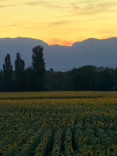 The image depicts a vast field of sunflowers under a twilight sky, likely taken from a location near Veigy-Foncenex, France, given the presence of mountains in the background. The foreground is dominated by rows of sunflowers, their heads facing down, suggesting the end of the blooming season or a time of day when they have closed. The sunflowers appear as a textured expanse of dark green and yellow hues, with the individual flowers indistinct due to the distance and lighting.
Behind the sunflower field, a line of silhouetted trees creates a dark, dense band. Among these trees, several tall, slender poplars stand out, their dark forms reaching towards the sky. Further in the distance, a range of mountains forms a hazy, blue silhouette against the horizon. Atop one of the peaks, a faint structure, possibly a communication tower, is visible.
The sky is a gradient of colors, transitioning from a pale yellow at the top to a warmer orange and a hint of red near the horizon, indicative of a sunset or sunrise. Wispy clouds are scattered across the sky, catching the fading light. The overall atmosphere is serene and tranquil, characterized by the fading light and the expansive natural landscape. No people or animals are visible in the frame.