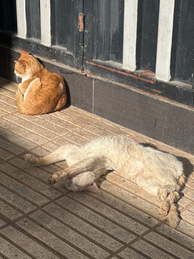 The image depicts an outdoor scene in the city of Ameur عامر, Morocco, featuring two domestic cats on a tiled pavement under direct sunlight.
In the foreground, a light-colored, possibly cream or very pale orange, cat lies on its back, partially on its side, with its front paws covering its face. Its eyes appear closed, suggesting it is asleep or resting. Its fur shows some signs of being matted or dusty. The cat's body extends horizontally across the frame, with its tail curled slightly.
Further back and to the left, an orange cat with some white markings is curled up, sitting upright but resting, facing to the left of the frame. It is positioned against a dark vertical structure.
The ground consists of beige or light brown rectangular tiles arranged in a grid pattern, featuring parallel raised ridges on each tile. Strong shadows are cast from the cats and the background structure, indicating bright sunlight from the upper right.
The background features a dark-colored structure, likely a metal gate or door, with a vertical white or light gray stripe on its right side. The lower section of this structure shows signs of rust and wear, particularly a reddish-brown strip along its base. Below the main dark structure is a dark gray or black tiled kick plate or baseboard. A rusty metal hinge is visible on the dark structure to the left of the white stripe.