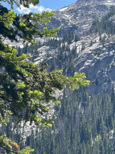 A close-up shot focuses on the vibrant green needles of pine trees in the foreground. The sunlight catches the needles, highlighting their texture and creating a bright, airy feel. Behind the trees, a majestic, rocky mountain slope dominates the background. The mountain face is characterized by rugged textures and striations, with patches of dark green trees interspersed throughout, suggesting a dense forest covering its lower and middle sections. To the far left, a sliver of bright blue sky with wispy white clouds is visible. The overall scene evokes a sense of natural beauty and wilderness, likely captured during a sunny day given the strong illumination. The location is identified as Allenspark, United States, a setting known for its mountainous terrain and natural landscapes. There is no visible text in the image.