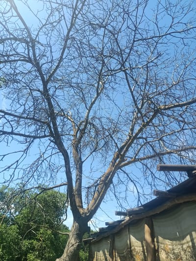 In the city of Auly, Ukraine, a dead tree with a thick trunk and numerous bare branches dominates the frame against a clear blue sky. To the lower right, a makeshift structure with a wooden beam roof and a patterned fabric covering is visible. Lush green trees are present in the background to the left. The image is a low-angle shot looking upwards at the dead tree.
