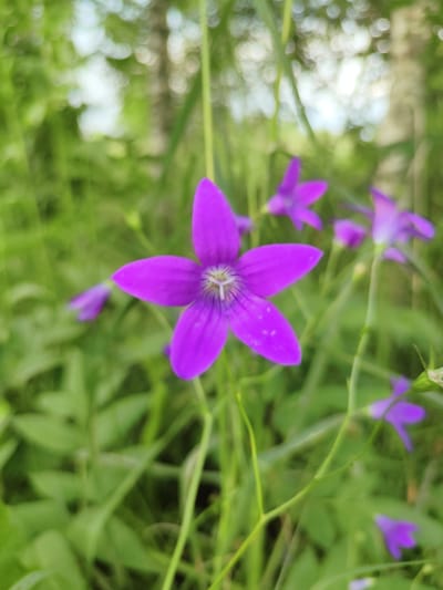 This media file is a close-up, vertical shot of a vibrant purple flower with five pointed petals, set against a backdrop of lush green foliage. The flower is in sharp focus, allowing a clear view of its delicate structure and the subtle darker veining on its petals. The center of the flower reveals intricate details of its stamen and pistil.
Several other purple flowers, out of focus, are scattered throughout the scene, some appearing as mere blurs of color, contributing to a sense of depth and abundance. The background is softly blurred, characterized by bokeh effects from distant light sources, suggesting a natural outdoor setting, possibly a meadow or woodland edge. The green tones of the grass and leaves indicate daytime.
The image does not depict any people, text, or specific events. The overall impression is one of natural beauty and tranquility, highlighting the delicate form of the wildflowers. The location context provided is Olenino, Russia, which aligns with the imagery of wild flora in a temperate climate. The time of day is likely daytime due to the natural lighting and the clarity of the colors. The weather appears to be pleasant and conducive to outdoor growth, with no harsh shadows or overcast skies evident.