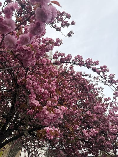 This image, captured in Fontenay-sous-Bois, France, depicts a densely flowering tree, likely a double-flowering cherry (Prunus serrulata), observed from a low upward angle. The tree's canopy occupies the majority of the frame, profusely covered with clusters of light pink, multi-petaled blossoms. Dark, gnarled branches and scattered reddish-brown emerging leaves are visible among the floral masses. The upper portion of the frame displays an overcast, light grey sky. In the bottom-left background, a light-colored building structure is partially obscured by the tree. No human subjects or discernible actions are present.