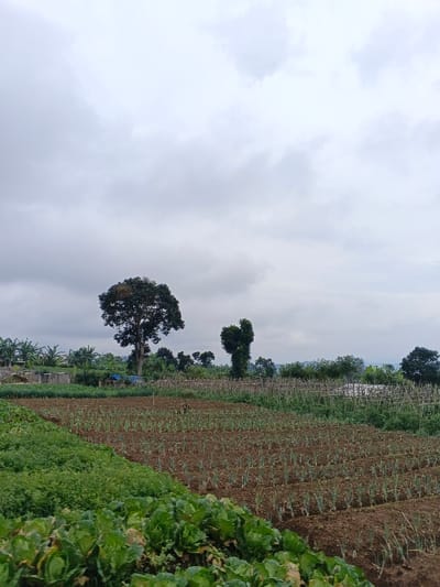 This image depicts an agricultural landscape under an overcast sky in São Félix do Xingu, Brazil. The foreground features cultivated fields: the bottom left contains a dense patch of mature, headed green leafy vegetables, while to their right, rows of young, light green plants (consistent with onions or leeks) emerge from reddish-brown tilled soil. In the midground, a prominent, tall tree with a full, dark green canopy stands centrally, flanked by other smaller trees and dense vegetation. To the right of the central tree, another irregularly shaped tree is visible. Wooden stakes or trellises are present in various field sections, indicating support for climbing plants. On the far left midground, behind the crops, rudimentary structures, including one with a blue tarp, are partially obscured by foliage. The background consists of a horizon line marked by a continuous band of varied green tree foliage, with faint undulating terrain visible beneath the diffuse gray clouds. No individuals or animals are present, and no direct actions are depicted.