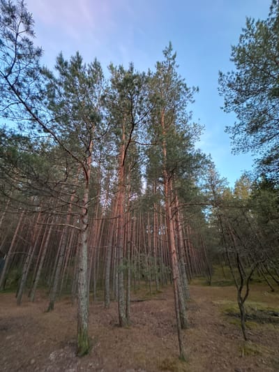 A low-angle, wide shot captures a dense forest of tall, slender pine trees in Kalngale, Latvia. The trees are tightly packed, with their trunks appearing reddish-brown and some showing patches of green moss. The forest floor is covered in dry pine needles and sparse vegetation. The sky above is a clear, pale blue, with a few faint wispy clouds. The sunlight is soft, suggesting it might be early morning or late afternoon. The overall impression is one of a natural, untamed forest landscape.