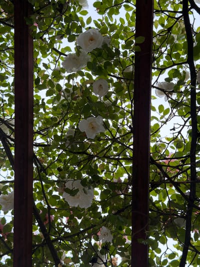 The image shows a view looking upwards through a canopy of white roses and green leaves, framed by two dark wooden beams of what appears to be a pergola. The white roses are in full bloom, with some showing a hint of yellow at their centers. Their petals are delicate and layered. Thorny branches and lush green foliage create a dense network above and around the wooden structure. The sky is visible through the gaps in the leaves, appearing bright and overcast, suggesting a cloudy day. The overall impression is one of natural beauty and tranquility, with the roses and greenery creating a peaceful, overgrown aesthetic. The location context of Borjomi, Georgia, implies this could be a garden or a park setting. There is no visible text in the image.