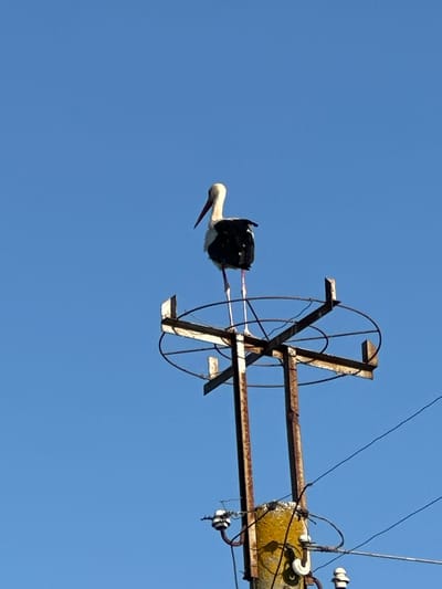 In Ravna Gora, Bulgaria, a white stork stands perched atop a rusty metal structure that is part of a utility pole against a clear blue sky. The stork, with its black wing feathers and long red beak, is positioned centrally in the frame, facing slightly to the left. The metal structure beneath it consists of several horizontal and vertical beams, forming a cross shape, with a circular metal frame around the top. The utility pole itself appears weathered and aged, with some yellowing concrete at its base and electrical wires extending from it. The overall scene depicts a rural or semi-rural setting, emphasizing the bird's elevated position in its natural or semi-natural habitat.