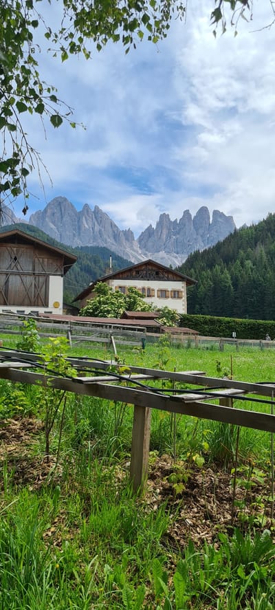 In St. Magdalena, Santa Maddalena, Italy, an outdoor scene captures a picturesque view of traditional alpine architecture nestled against a backdrop of majestic mountains. In the foreground, a wooden trellis supports young plants, suggesting a cultivated garden or vineyard. Beyond this, a lush green meadow stretches towards a cluster of buildings. The main building is a rustic, light-colored house with a dark wooden, gabled roof featuring shutters on its windows. To the left, a larger structure with a similar wooden roof and a distinct criss-cross pattern on its side is visible. Behind the houses, a dense forest of evergreen trees climbs the slopes of the formidable Dolomite mountains, their jagged peaks piercing a sky dotted with scattered white clouds. The overall atmosphere is serene and scenic, typical of the South Tyrolean landscape.