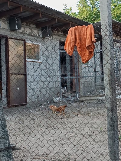 This media file captures an outdoor scene, likely in a rural setting such as Leușeni, Moldova, as indicated by the provided context. The foreground is dominated by a chain-link fence, with a concrete post on the right. Beyond the fence, the scene reveals a somewhat dilapidated structure, possibly a shed or animal enclosure, with a corrugated metal roof supported by wooden beams. Two black speakers are mounted on the exterior wall of this structure, suggesting a possible public address system or an older sound setup.
Hanging from a line above the structure is a large piece of orange fabric, likely clothing, that has been laundered and is drying in the open air. The wall of the building appears to be constructed from concrete blocks. A doorway or window with a brown metal frame is visible on the left side of the structure.
In the middle ground, a few chickens are present on the sandy ground within the fenced area. One chicken, predominantly brown, is walking. Further inside the enclosure, through a metal grate, other animals, possibly more chickens or ducks, can be seen. The ground is covered in dirt and scattered debris, indicating a practical, utilitarian space rather than a manicured garden.
The overall impression is one of a working farm or homestead, possibly with signs of aging. The lighting suggests it is daytime, with natural light illuminating the scene. There is no visible text within the image. The weather appears to be fair, with green trees visible in the background behind the structure. The activity is passive, depicting the everyday environment of the location.