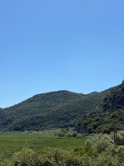 The image shows a vast, sun-drenched landscape near Kruševica, Montenegro. The sky is a clear, vibrant blue, dominating the upper half of the frame. Below the sky, a lush green mountain range stretches across the horizon, its slopes densely covered with trees. The terrain is rugged, with rocky outcrops visible on the right side of the mountain.
In the foreground and middle ground, a sprawling wetland or marsh area is visible. This area is carpeted with dense green vegetation, possibly reeds or water plants, interspersed with patches of lighter green foliage. A line of lighter green, bushy trees forms a distinct border between the wetland and the base of the mountain. In the far right of the image, a lone utility pole with wires stretches across the scene, hinting at some human infrastructure in the otherwise natural setting. The overall impression is one of a serene, undeveloped natural environment.