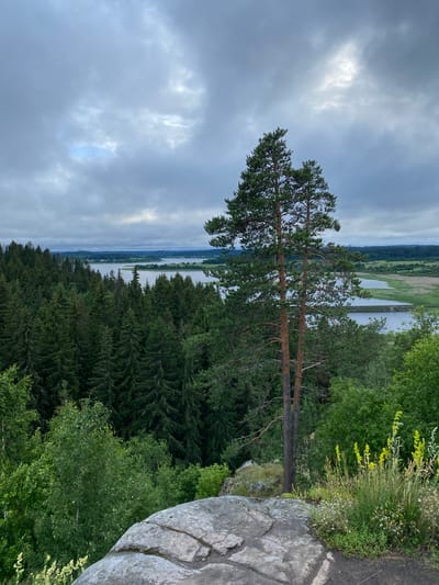 An elevated, eye-level, medium shot captures a vast natural landscape under a cloudy sky in Lakhdenkiulya, Russia. In the foreground, large, grey, unevenly textured rocks dominate the bottom portion of the frame, with patches of green vegetation and small yellow wildflowers growing on the right side. A tall, slender pine tree with reddish-brown bark stands prominently in the mid-ground, slightly to the right of center, its branches reaching upwards into the overcast sky.
Beyond the foreground rocks and the solitary pine, a dense forest of dark green coniferous trees stretches across the landscape, forming a thick, undulating carpet. In the distance, a wide body of water, likely a lake or river, reflects the muted tones of the sky, with faint outlines of land and scattered structures visible on its far shore. The overall atmosphere is serene and slightly somber, accentuated by the cloudy, diffused lighting. No people or animals are visible in the image.