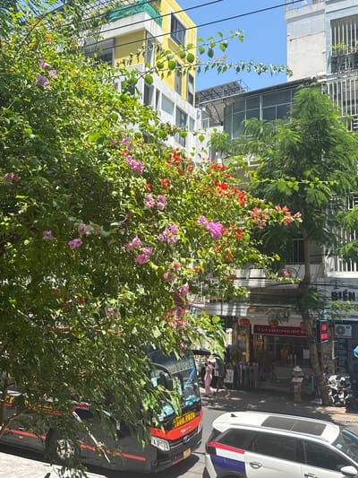 The image depicts a street scene in Nha Trang Ward, Vietnam, under a clear blue sky. A large, vibrant bougainvillea tree with pink and red flowers dominates the foreground, its lush foliage partially obscuring the view of the street and buildings behind it.
A black bus with red and white accents is parked on the left side of the street. The bus has visible signage, including the number "1900.0020" in red. To the right of the bus, a white SUV with a sunroof and a red, white, and blue stripe design on its rear bumper is parked.
In the background, multi-story buildings line the street. One building is painted yellow, and another appears to be a light blue or grey. Several windows and balconies are visible. A metal canopy structure is present over a section of the buildings.
The street itself shows a sidewalk and a road. Several people are walking on the sidewalk, including a person wearing a conical hat. Shops and businesses are visible along the street, with signage in what appears to be Vietnamese. A tree with green leaves stands to the right of the bus. The overall scene suggests a bustling urban environment with elements of nature integrated into the cityscape.