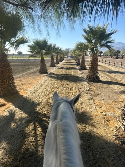 The image displays a first-person perspective from behind the neck and ears of a white horse, looking forward onto a groomed sandy path in Thermal, United States. The path is lined on both sides by rows of mature palm trees with shaggy trunks, casting distinct shadows across the foreground and path. Beyond the immediate foreground, the path continues into the distance, flanked by more palm trees. In the mid-ground, a wooden post-and-rail fence runs parallel to the path on the right. Further in the background, additional fences and low-lying structures are visible. Distant mountains rise on the horizon under a clear, light blue sky. The ground consists of finely raked sand with occasional patches of dry, golden-brown vegetation. The scene is illuminated by bright, direct sunlight from the left, indicated by the long shadows.