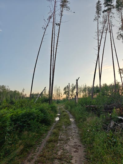 The image depicts a rural, natural landscape, likely on the outskirts of Spas-Demensk, Russia. A dirt road, wet with several puddles, cuts through the scene. Tall, slender pine trees dominate the right side of the frame, some leaning at sharp angles, with broken and bare trunks suggesting damage or decay. The left side of the road is densely overgrown with green vegetation, including bushes and grasses. In the distance, a forest line is visible, with a mix of deciduous and coniferous trees. The sky is a pale blue with subtle hints of pink and yellow near the horizon, indicating either dawn or dusk. Debris from felled trees is piled on the right side of the road. There are no people or animals present in the image.
