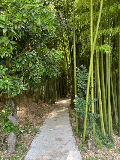 The image shows a path lined with dense bamboo on the left and a paved path on the right. The bamboo stalks are tall, green, and closely packed, creating a natural tunnel effect. The leaves of the bamboo are a vibrant green, and some sunlight filters through the canopy, casting dappled shadows on the path. The ground alongside the bamboo is covered in dry leaves and some undergrowth. The paved path is made of a light-colored material, possibly concrete with small stones embedded in it, and it curves gently into the distance. On the right side of the path, there are some leafy green bushes that contrast with the bamboo. In the distance, a few figures can be seen walking on the path, suggesting that this is a public area, perhaps a park or a garden. The overall impression is one of a tranquil and verdant natural setting. The time of day appears to be daytime, with the sun casting distinct shadows. The weather seems pleasant and sunny. The scene evokes a sense of peace and natural beauty.