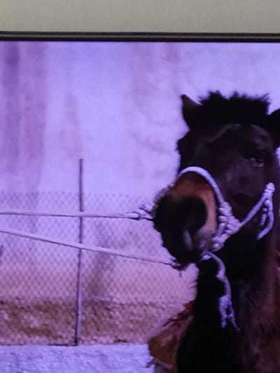 The image shows a close-up of a dark-colored animal, possibly a horse or a camel, wearing a white rope halter. The animal's head and neck are visible, with its snout and part of its face in focus. A fence made of wire mesh and poles is visible in the background, with a blurred, purple-toned wall behind it. The ground in the foreground appears to be a gravelly or sandy surface. The overall scene is dimly lit and has a slightly grainy quality, suggesting it was taken from a screen display. There is no indication of the location being the city of Turka, Ukraine.