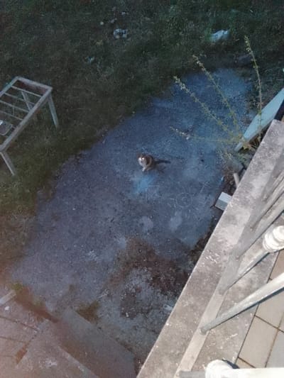 In an outdoor setting at dusk, a calico cat with glowing eyes sits on a paved area. The cat is the primary subject, looking towards the camera. Surrounding the cat is a rough, dark-colored pavement with some lighter colored debris scattered across it. To the left of the paved area is a patch of grass, with a light-colored, slatted wooden structure, possibly a bench or table frame, partially visible on the grass. To the right, the edge of a concrete structure, possibly a balcony or raised platform, is visible. The railing of this structure is made of metal bars. There are some faint chalk drawings on the pavement, including a circular shape resembling a sun. The overall lighting suggests it is either early morning or late evening, with dim natural light. The location is described as Valle Castellana, Italy.