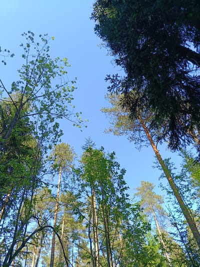 The image depicts a low-angle view of a forest canopy against a clear blue sky. Several tree species are visible, including deciduous trees with sparse green leaves and coniferous trees with dense needles. The trees vary in height and thickness. The lighting suggests a sunny day. The precise location within Vishnovka, Russia, cannot be determined from the image alone. There are no people, subjects, objects, or actions present in the image. The interaction is among the trees and the environment.