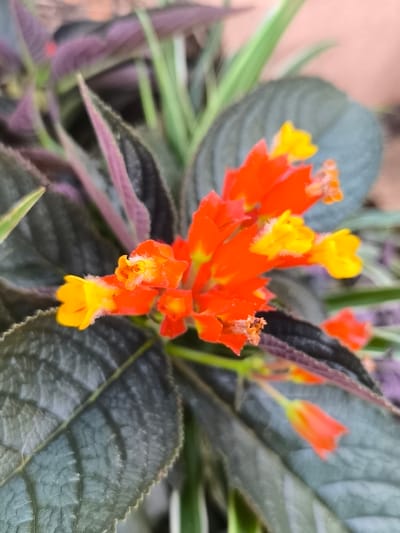 A close-up, eye-level shot captures a cluster of vibrant orange and yellow flowers in bloom, set against a backdrop of dark green and purplish foliage. The flowers, which appear to be small and tubular with delicate fuzzy details, are the central focus of the image. The leaves exhibit a textured, almost velvety surface and are arranged in a way that suggests a dense plant. The lighting is soft, creating a slightly blurred effect that highlights the texture and color of the flowers and leaves. The background is out of focus, providing a muted contrast to the sharp details of the plant. The overall impression is one of natural beauty and intricate detail in a botanical setting. There is no indication of a specific location in the city of Ia Hru, Vietnam, or any people, actions, or interactions.