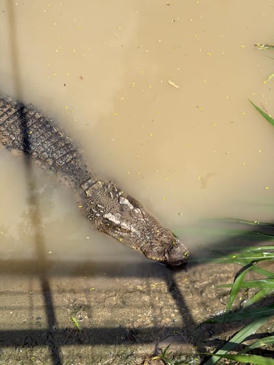 In Định An, Vietnam, a saltwater crocodile is partially submerged in murky brown water, its textured, scaly skin visible above the surface. The crocodile's head and a significant portion of its body are in view, angled towards the right side of the frame. The water's surface is littered with small yellow and brown debris, likely leaves or plant matter. Along the right edge of the water, vibrant green reeds or tall grass are present, with some of these plants extending into the water. The bank of the water body is visible in the lower part of the image, showing a mix of mud and rough, textured ground with shadows cast by an unseen object, possibly a fence or structure, creating linear patterns on the ground.