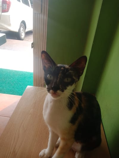 A calico cat with green eyes sits on a wooden surface in front of a vibrant green wall. To the left, a white vehicle is visible through an open, collapsible metal door. The background beyond the door appears to be a green, artificial turf surface. The scene is indoors with natural light illuminating the area.