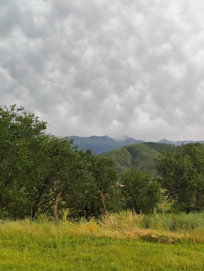This landscape photograph captures a view of rolling green hills and distant mountains under a cloudy, overcast sky. In the foreground, lush green grass and tall, dry stalks of grass are visible, with scattered yellow wildflowers. Dense green trees line the middle ground, partially obscuring the view of the hills behind them. The hills are covered in a mix of green vegetation and shadows, suggesting uneven terrain. The mountains in the background appear rugged and are capped with patches of snow, indicating a higher elevation. The sky is filled with heavy, grey clouds, suggesting a cool or potentially rainy day. There are no people or explicit objects present in the scene, but a small airplane is visible in the sky. The overall mood of the image is serene and natural, with a hint of dramatic weather due to the clouds. The location context suggests this is a scene from Dolan, Kazakhstan. The time of day is indeterminate due to the overcast conditions. There is no visible text in the image.