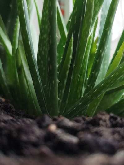 The image is a close-up, low-angle shot of an aloe vera plant. The focus is on the thick, green, fleshy leaves of the plant, which are speckled with small white dots. The leaves have serrated edges with small, sharp teeth. The base of the plant is rooted in dark, dry soil, which is visible in the foreground and is slightly out of focus. The background is blurred and appears to be a bright, possibly window-lit area. There are no people or animals visible in the image, and no specific actions are taking place. The scene is indoors, likely a domestic setting, and the image does not provide any information related to Shakhtarsk, Ukraine.