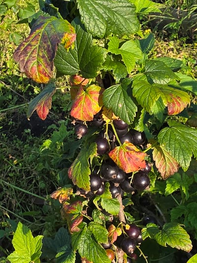 A close-up, sunlit, outdoor shot shows a black currant bush with ripe dark purple berries and green leaves. Some leaves are tinged with red and yellow, suggesting the change of season or nutrient deficiency. The bush is growing in a garden or field, with soil and other greenery visible in the background. The specific location is identified as Bolshiye Kharlushi, Russia.