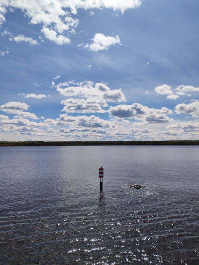 The image depicts a body of water under a partially cloudy sky. A striped, red-and-white marker post is visible in the water, near a cluster of rocks. The water surface is rippled, with sunlight reflecting off the waves. A line of trees is visible in the background. According to context, the location is in Pruzhinino, Russia. No people are visible in the scene.