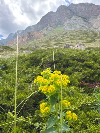 This media file captures a close-up view of bright yellow flowers with green foliage, set against a backdrop of a rocky mountain and lush greenery. The mountain, with its rugged texture and layered rock formations, occupies the left side of the frame. The greenery, appearing mossy and dense in some areas, suggests a natural, possibly alpine environment. A cluster of yellow flowers, prominent in the foreground, draws the viewer's attention with their vibrant color and intricate petal structure. Thin, delicate stalks extend from the flowers, adding to the organic feel of the scene. The sky, visible in the upper left, is partly cloudy, indicating fair weather conditions. The overall impression is one of natural beauty and tranquility. The image appears to be taken outdoors during daylight hours. There is no visible text in the media file. The location context provided is El'tiubiu, Russia.