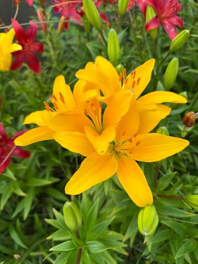 The image shows a close-up of vibrant yellow lily flowers in bloom, with some red lilies and green buds visible in the background. The flowers have delicate petals with prominent orange stamens. The surrounding foliage is lush and green, suggesting a garden setting. The lighting is natural, creating soft shadows and highlighting the textures of the petals. The scene appears to be outdoors, possibly in a park or backyard. The location is identified as Boyarka, Russia.