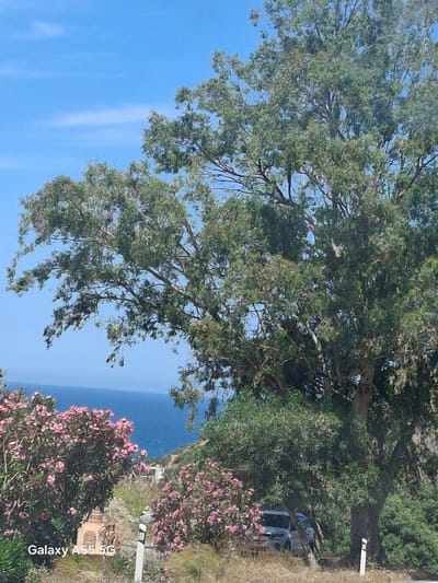The image presents a coastal scene in the Gazi Municipal Unit, Greece. The sky is a clear blue with slight cloud streaks. Dominating the scene is a large tree with green foliage. The sea is a deep blue, visible between the tree's branches and beyond the coastal vegetation. Pink flowering bushes are visible on the right side of the image. There is a paved road or pathway and a small building with a visible window and a white signpost. The image also shows the model of the device that took the image.