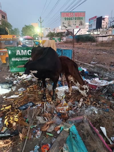 The image displays an urban street scene in Anantapur, India, characterized by significant refuse accumulation. Two bovines are present: a larger, dark-coated cow with white facial markings stands partially obscured by a green metal waste bin, and a smaller, brown and white spotted cow actively scavenges amidst the ground-level debris. The green waste bin is marked "AMC" and "Anantapur City Corporation" in Telugu script. The ground is covered with mixed waste, including plastic bags, bottles, wrappers, dried organic matter, and a discarded broom. In the middle ground, a freestanding sign displays "FITNESS WORLD," a phone number (99667 01704), and graphics of gym equipment, with an arrow pointing right. Behind this sign, a large billboard and multi-story buildings are visible. On the left, parts of a yellow auto-rickshaw and a white vehicle are present. The lighting suggests either early morning or late evening conditions, with visible artificial light sources.