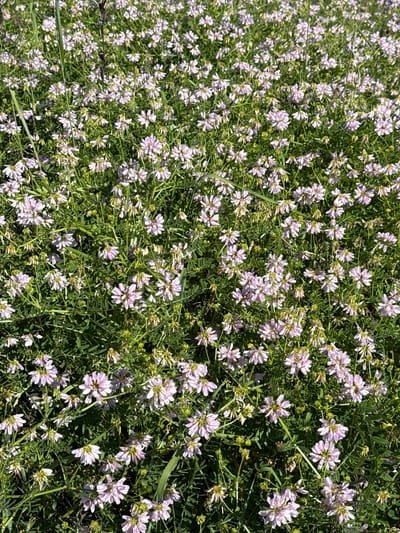 The image shows a dense field of small, pale pink flowers with green foliage. The flowers have multiple petals, and some are partially closed, while others are fully open. The field appears to be in a natural setting, likely a meadow or roadside, with no visible man-made structures or people. The sunlight suggests it is daytime. The vegetation is lush and appears healthy. This image is from Korobivka, Ukraine.
