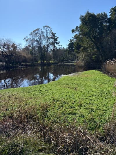 The image depicts a serene natural scene in Mira, Portugal, under a clear, bright blue sky. A calm body of water, dark in color, reflects the surrounding trees and the sky. The water surface is partially covered by a large, dense expanse of vibrant green aquatic vegetation, particularly prominent on the right side of the frame, extending towards the center.

Along the right bank, tall, dried reeds and grasses stand vertically, indicating a natural, somewhat unmaintained edge. The foreground features darker, drier vegetation and some reflective glints of water. The left bank is densely lined with various trees, some appearing deciduous with bare branches, while others are evergreen with dark foliage. A light-colored building, possibly a house or structure, is partially visible through the trees on the far left bank.

In the mid-ground, a rustic, low-lying wooden bridge spans the water, connecting the tree-lined banks. No individuals, animals, or specific actions are visible within the scene, emphasizing a tranquil, undisturbed natural environment. The sun appears to be high, casting bright light and creating sharp reflections on the water.