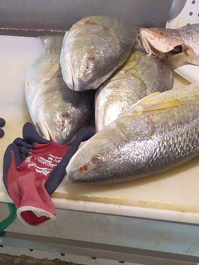 This image presents a close-up view of six whole, unprocessed fish resting on an off-white, discolored cutting surface, located in Cutler Bay, United States of America. The fish, primarily yellowish-silver in hue with visible scales, are arranged in a loose pile. Four fish are oriented with their heads towards the upper left quadrant of the frame. A fifth fish, partially visible on the far right, displays an agape mouth with exposed gill structures. The fish in the immediate foreground exhibits a small red mark or blood near its anterior nostril area. To the left of the fish, a crumpled pair of red and black "Miller" brand work gloves, marked "CUT LEVEL 1", is situated on the cutting surface. The background consists of a dark, indeterminate vertical plane. A green hose or cable is partially visible along the far left edge of the frame. No individuals are present in the depiction.