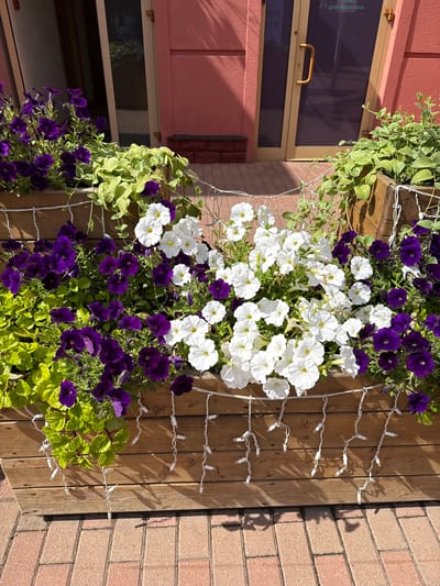 The image shows a vertical garden of purple and white petunias hanging against a wooden fence. The flowers are lush and in full bloom, with some trailing vines adding to the fullness of the arrangement. White string lights are woven through the garden and draped along the fence, suggesting a decorative or festive purpose.
To the left of the garden, a section of a building is visible. It appears to be a pink or reddish-toned facade with a window. The window has a golden-colored frame and a dark, reflective pane. A small, curved, golden handle is attached to the window frame. Some faint text is visible on the window, appearing to be in Cyrillic. The building's construction suggests it's a residential or commercial structure.
The background consists of a brick wall to the right of the wooden fence. The bricks are a pale reddish-pink color. Sunlight is casting shadows from the plants and lights onto the wooden fence, indicating it is daytime and sunny. The overall scene conveys a sense of outdoor decoration and potentially a garden setting. There are no people visible in the image.